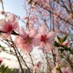 Study: Disposable parts of plants mutate more quickly — (Details)