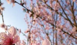 Study: Disposable parts of plants mutate more quickly — (Details)