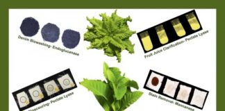 Research: Everyday enzymes, now grown in plants —