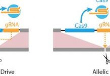Research: CRISPR-based ‘allelic drive’ allows genetic editing with selective precision and broad implications —