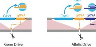Research: CRISPR-based ‘allelic drive’ allows genetic editing with selective precision and broad implications —