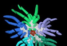 Research: New species of extinct sea cucumber named Sollasina cthulhu, for its resemblance to H.P. Lovecraft’s famous monster —