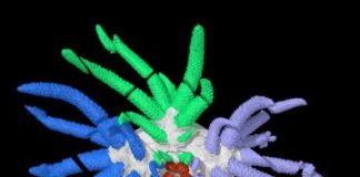 Research: New species of extinct sea cucumber named Sollasina cthulhu, for its resemblance to H.P. Lovecraft’s famous monster —