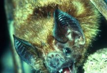 Research: Biologists found four bat lineages that live at least four times longer than similar-sized mammals and revealed new traits associated with bat longevity —