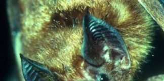Research: Biologists found four bat lineages that live at least four times longer than similar-sized mammals and revealed new traits associated with bat longevity —