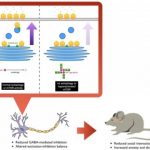 Study: Protein pileup affects social behaviors through altered brain signaling — (Details)