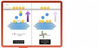 Study: Protein pileup affects social behaviors through altered brain signaling — (Details)