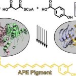 Study: Researchers from Goethe University and TU Munich decode biosynthesis of aryl polyene pigments — (Details)