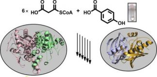 Study: Researchers from Goethe University and TU Munich decode biosynthesis of aryl polyene pigments — (Details)
