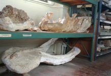 Research: Ancient ‘Texas Serengeti’ had elephant-like animals, rhinos, alligators and more —