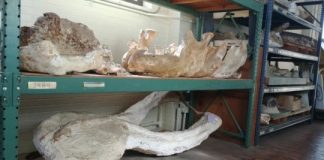 Research: Ancient ‘Texas Serengeti’ had elephant-like animals, rhinos, alligators and more —