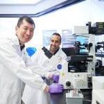 Study: Cells appear to signal how the surrounding cells will develop and grow — (Details)