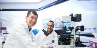 Study: Cells appear to signal how the surrounding cells will develop and grow — (Details)