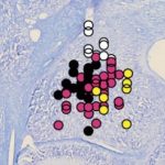 Study: ‘Mindreading’ neurons simulate decisions of social partners — (Details)