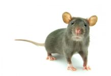 Research: Emotional mirror neurons found in the rat —