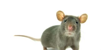 Research: Emotional mirror neurons found in the rat —