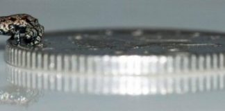 Research: Conservationists discover hidden diversity in ancient frog family —