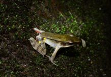 Research: The discovery highlights the urgent need of modern DNA tools when studying rapidly declining animal groups like amphibians —