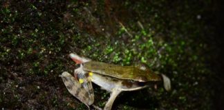 Research: The discovery highlights the urgent need of modern DNA tools when studying rapidly declining animal groups like amphibians —