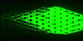 Research: Engineers tap DNA to create ‘lifelike’ machines —