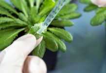 Research: Plant immune system detects bacteria through small fatty acid molecules —