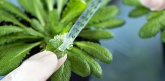 Research: Plant immune system detects bacteria through small fatty acid molecules —