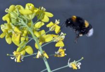 Research: Interplay of pollinators and pests influences plant evolution —