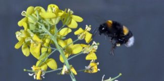 Research: Interplay of pollinators and pests influences plant evolution —