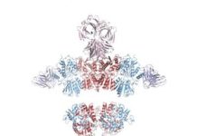 Research: Native structure of AMPA receptor in rodent model may lead to discovering mechanism behind conditions such as Alzheimer’s disease —