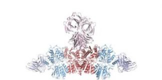 Research: Native structure of AMPA receptor in rodent model may lead to discovering mechanism behind conditions such as Alzheimer’s disease —