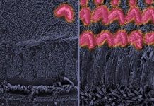 Research: Molecular pathways revealed could identify potential drug targets for restoring hearing —