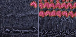 Research: Molecular pathways revealed could identify potential drug targets for restoring hearing —