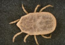 Research: Case of tick-borne relapsing fever in Mexico —