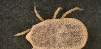 Research: Case of tick-borne relapsing fever in Mexico —