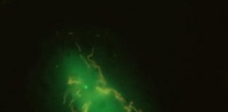 Research: Broken mitochondria use ‘eat me’ proteins to summon their executioners —