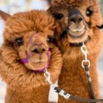 Study: Unusually small antibodies, targeted to the tumor micro-environment, curb melanoma and colon cancer in mouse models — (Details)