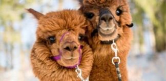 Study: Unusually small antibodies, targeted to the tumor micro-environment, curb melanoma and colon cancer in mouse models — (Details)