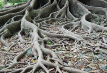 Research: Getting to the root of plant simulations —