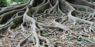 Research: Getting to the root of plant simulations —