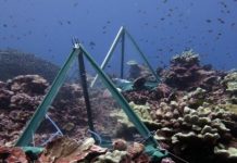 Research: Bacteria surrounding coral reefs change in synchrony, even across great distance —
