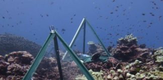 Research: Bacteria surrounding coral reefs change in synchrony, even across great distance —