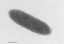 Research: Unique oil-eating bacteria found in world’s deepest ocean trench, Mariana Trench —