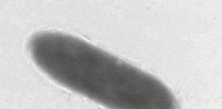 Research: Unique oil-eating bacteria found in world’s deepest ocean trench, Mariana Trench —