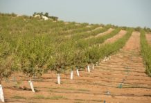 Research: When thunderstorms brew over the tropics, California heat wave soon to follow —