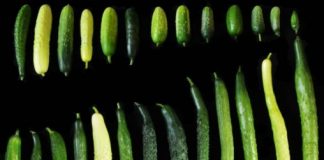 Research: The discovery of a fruit length modulator has implications for cucumber breeding —