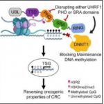 Study: Targeting protein known as UHRF1 may shrink tumors by restoring aberrant gene regulation in cancer cells — (Details)
