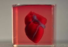 Research: Engineered heart completely matches the immunological, cellular, biochemical and anatomical properties of the patient —