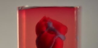 Research: Engineered heart completely matches the immunological, cellular, biochemical and anatomical properties of the patient —