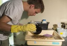 Research: Entomologists uncover Florida fire ant matriarchy —