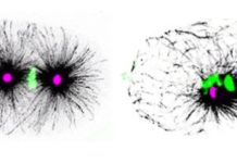 Research: The complexity of division by two —